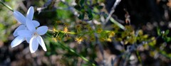 Drosera prophylla