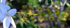 Drosera prophylla