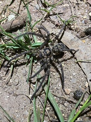 Heteropoda