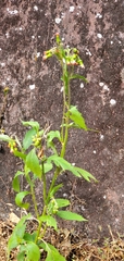 Crassocephalum crepidioides