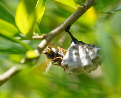 Polistes humilis humilis