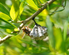 Polistes humilis humilis