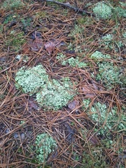 Cladonia foliacea