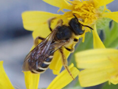 Halictus fulvipes