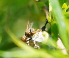 Polistes humilis humilis