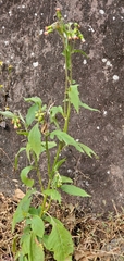 Crassocephalum crepidioides