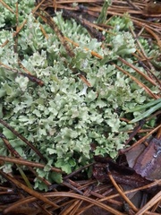 Cladonia foliacea