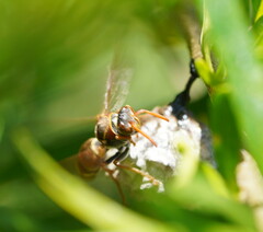 Polistes humilis humilis