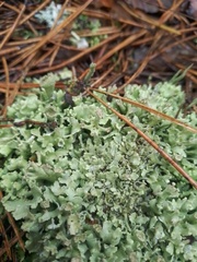 Cladonia foliacea