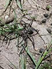 Heteropoda