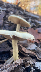 Agrocybe praecox