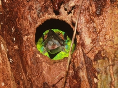 Psilopogon mystacophanos