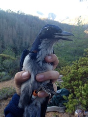 Aphelocoma insularis