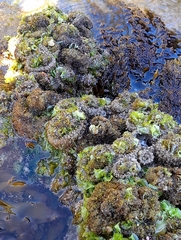 Pyura praeputialis