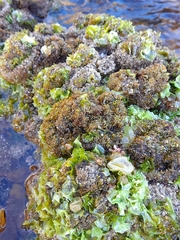 Pyura praeputialis