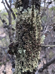Flavoparmelia rutidota