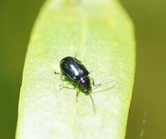 Galerucinae