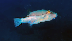 Canthigaster capistrata