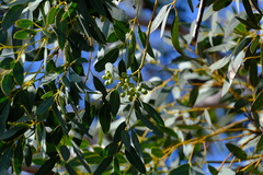 Eucalyptus drummondii