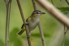 Vireo chivi