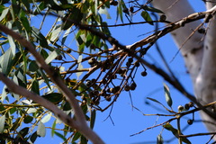 Eucalyptus drummondii