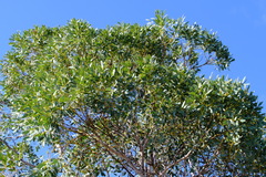 Eucalyptus drummondii