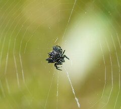 Austracantha minax