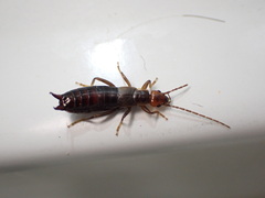 Forficuloidea