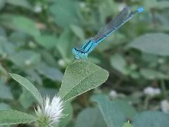 Pseudagrion decorum