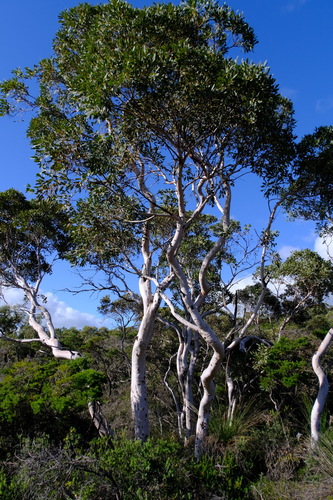 Image of Eucalyptus drummondii by (c) Peter Crowcroft, some rights reserved (CC BY)