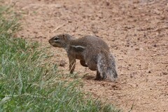 Euxerus erythropus