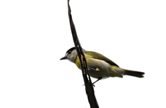 Pachyramphus viridis