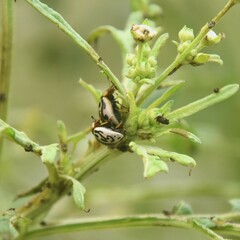 Zygogramma bicolorata