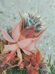 Serruria florida