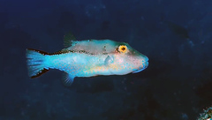 Canthigaster capistrata