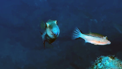 Canthigaster capistrata