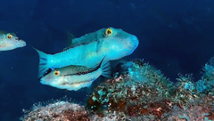 Canthigaster capistrata