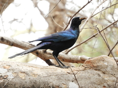 Lamprotornis australis
