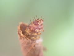 Piestoceros conjunctella