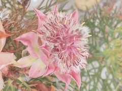 Phylecoideae