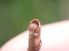 Piestoceros conjunctella