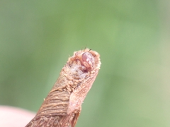 Piestoceros conjunctella