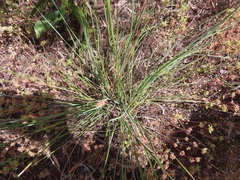 Lomandra effusa