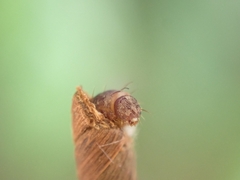 Piestoceros conjunctella