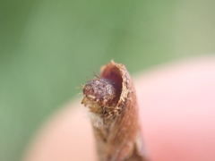 Piestoceros conjunctella