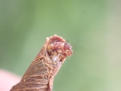 Piestoceros conjunctella