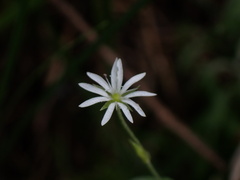 Stellaria vestita