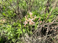 Pelargonium luridum