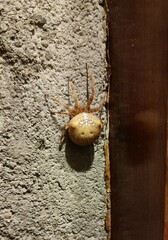 Araneus pallidus