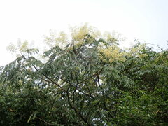 Aralia bipinnata